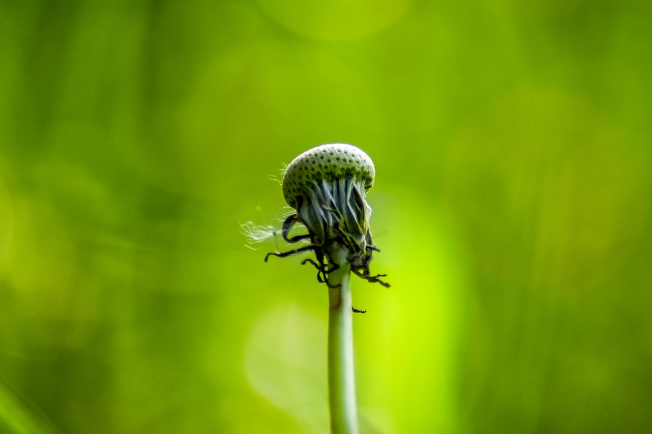 Image - dandelion withered dandelion green