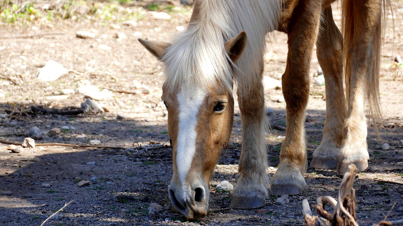 Image - animal horse head eye eat mane