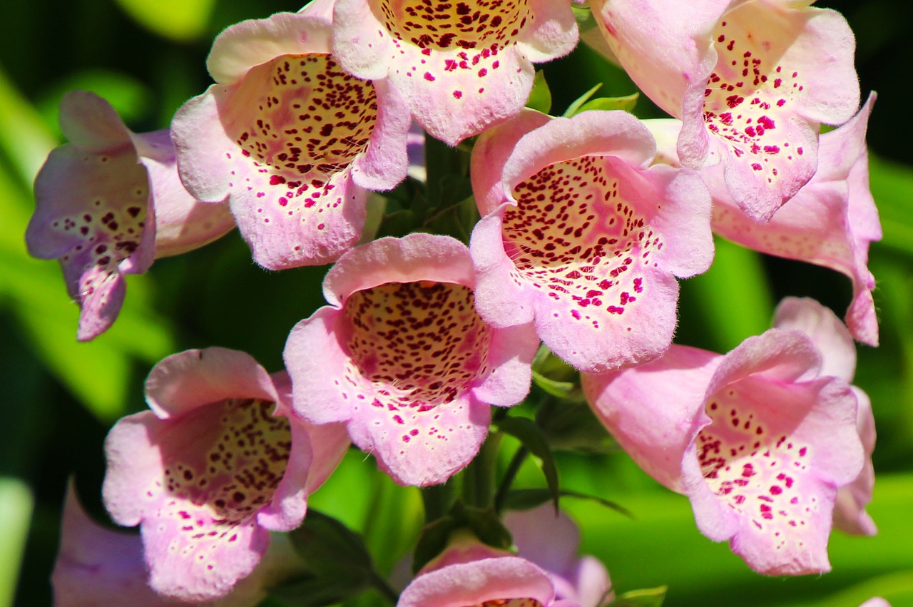 Image - foxgloves flower plant nature