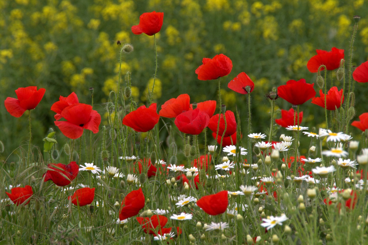 Image - poppy flower red camp wild nature