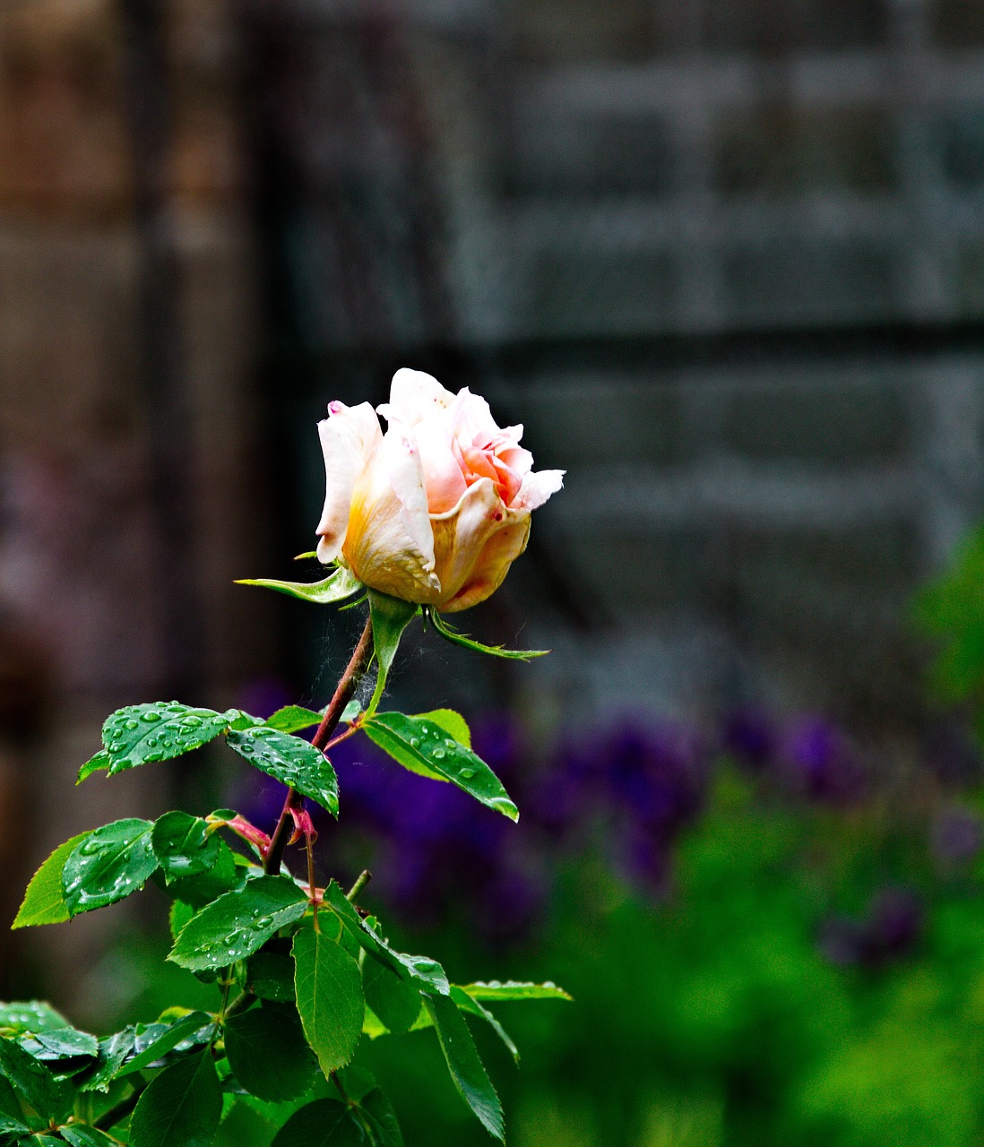 Image - rose plant nature petals