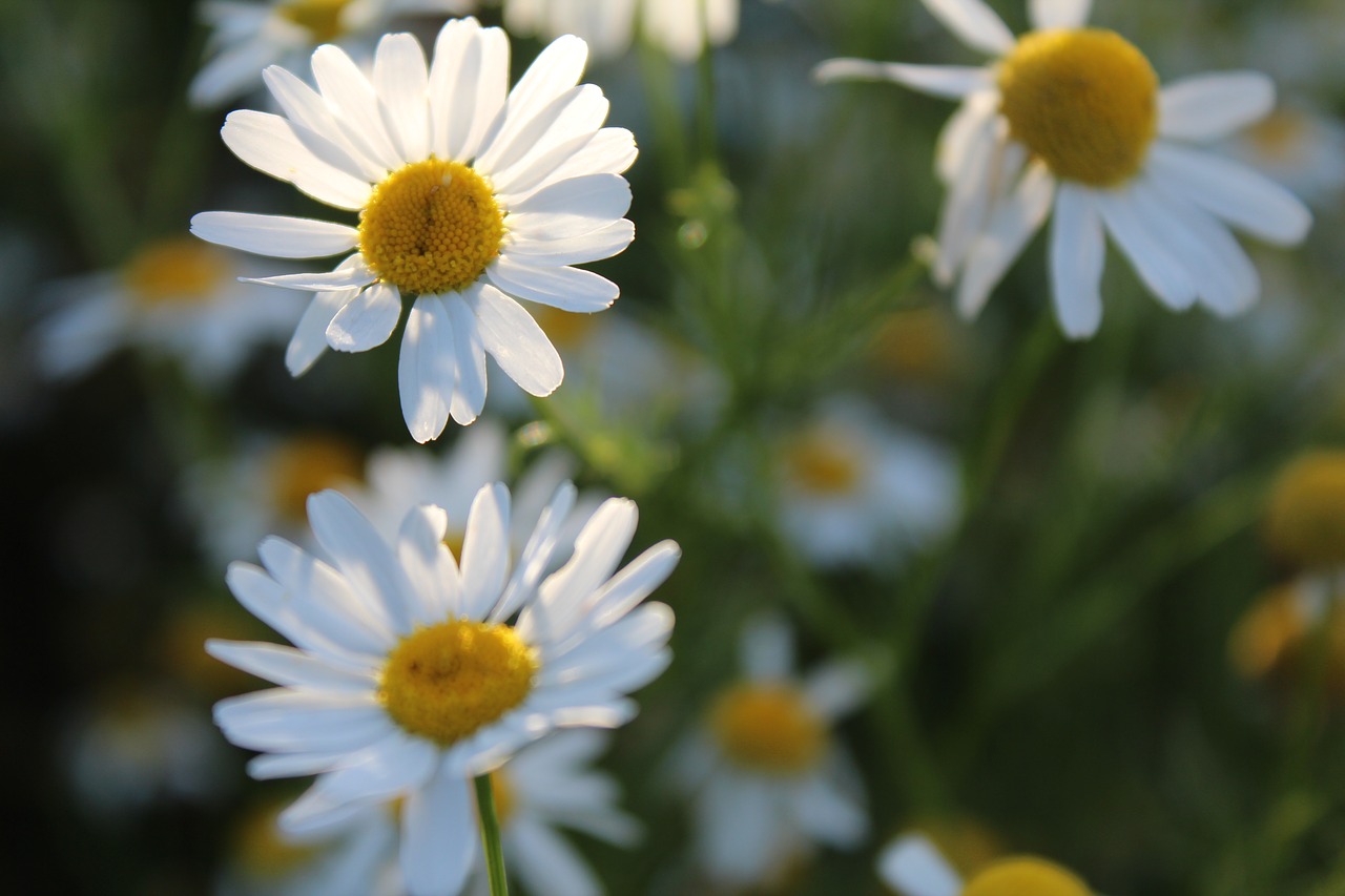 Image - daisies flower bee pollen