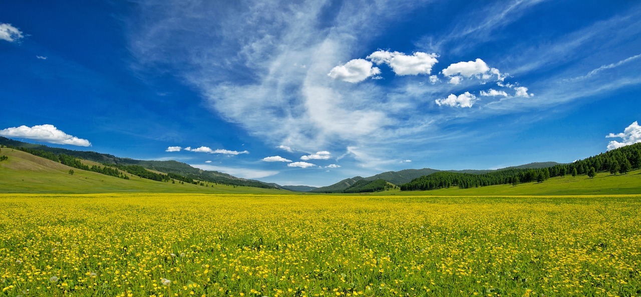 Image - yellow flowers buttercup one side