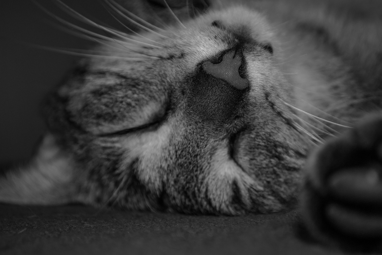 Image - cat dream domestic cat rest