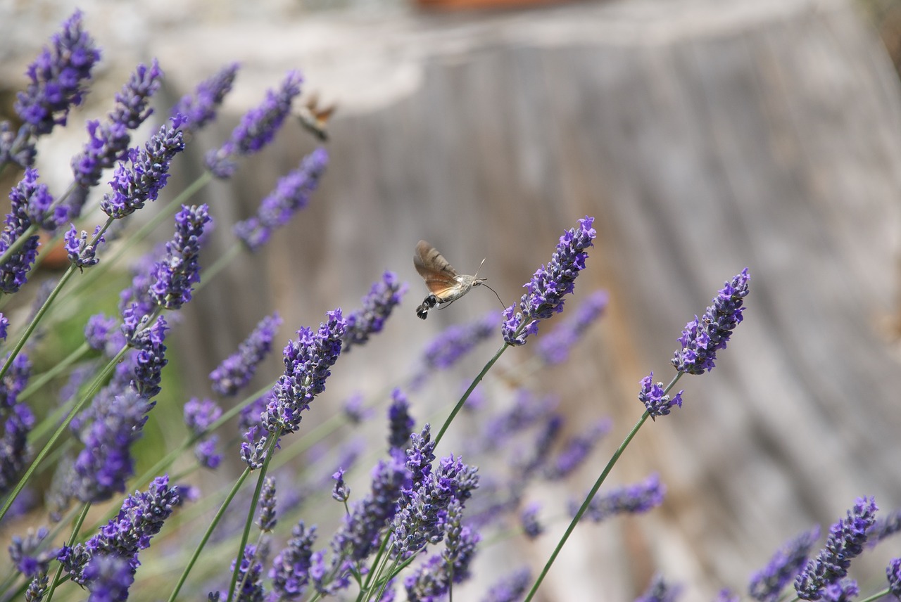 Image - insect italy nature garden europe