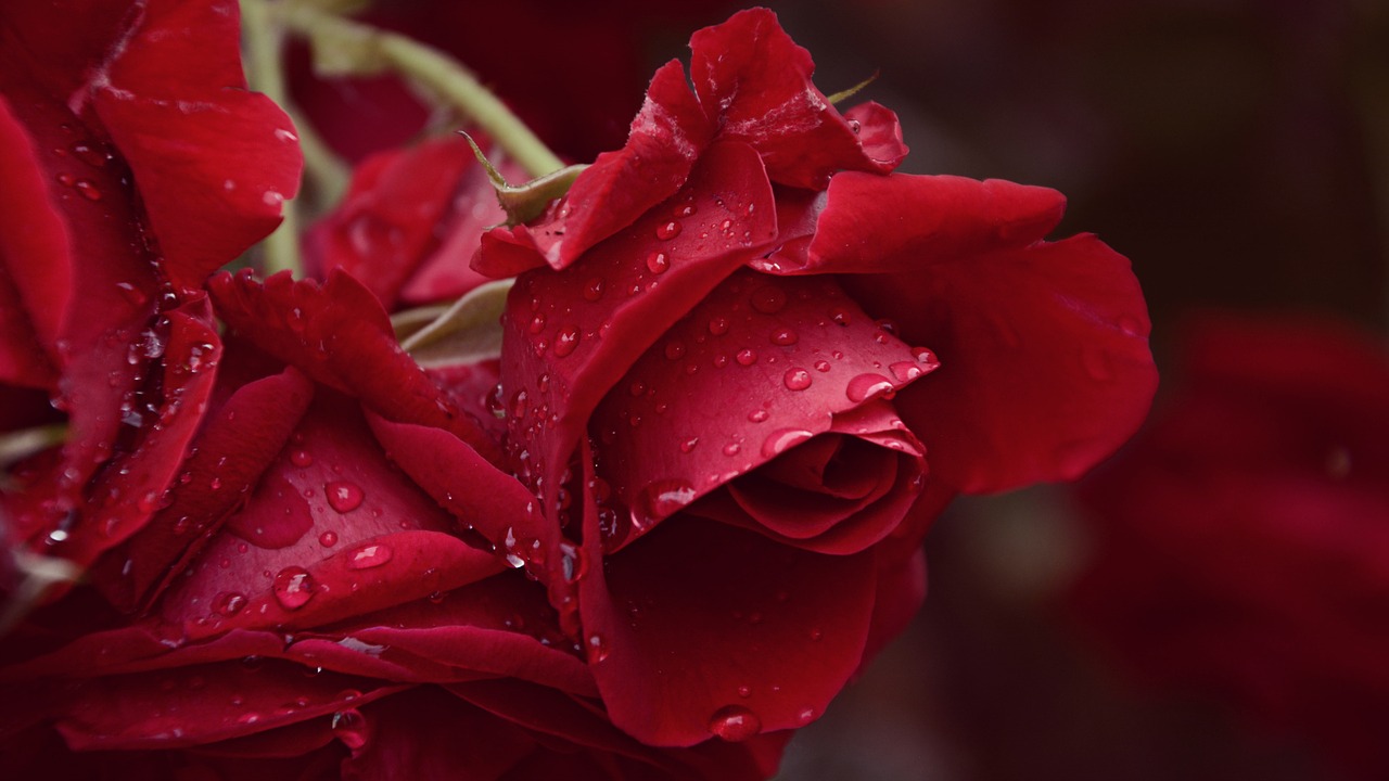 Image - rose rain after the rain flower