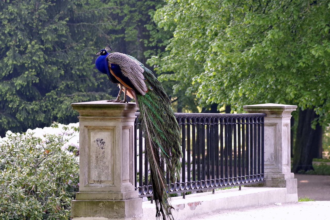 Image - peacock park bridge alley bird