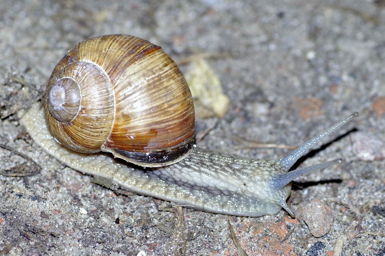 Image - winniczek snail shell horns