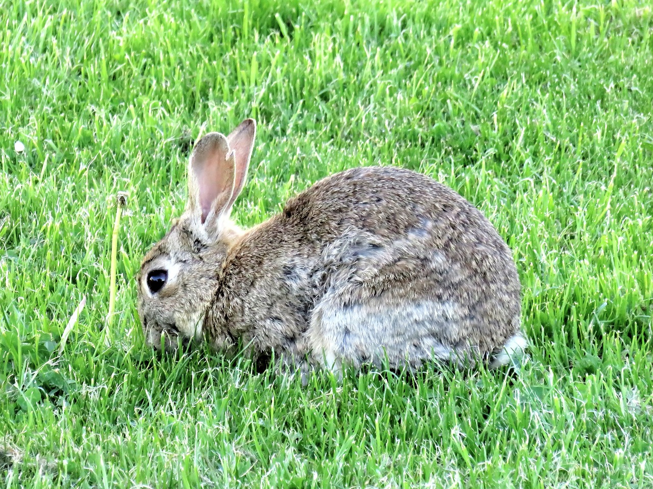 Image - rabbit wild rabbits mammal rodent