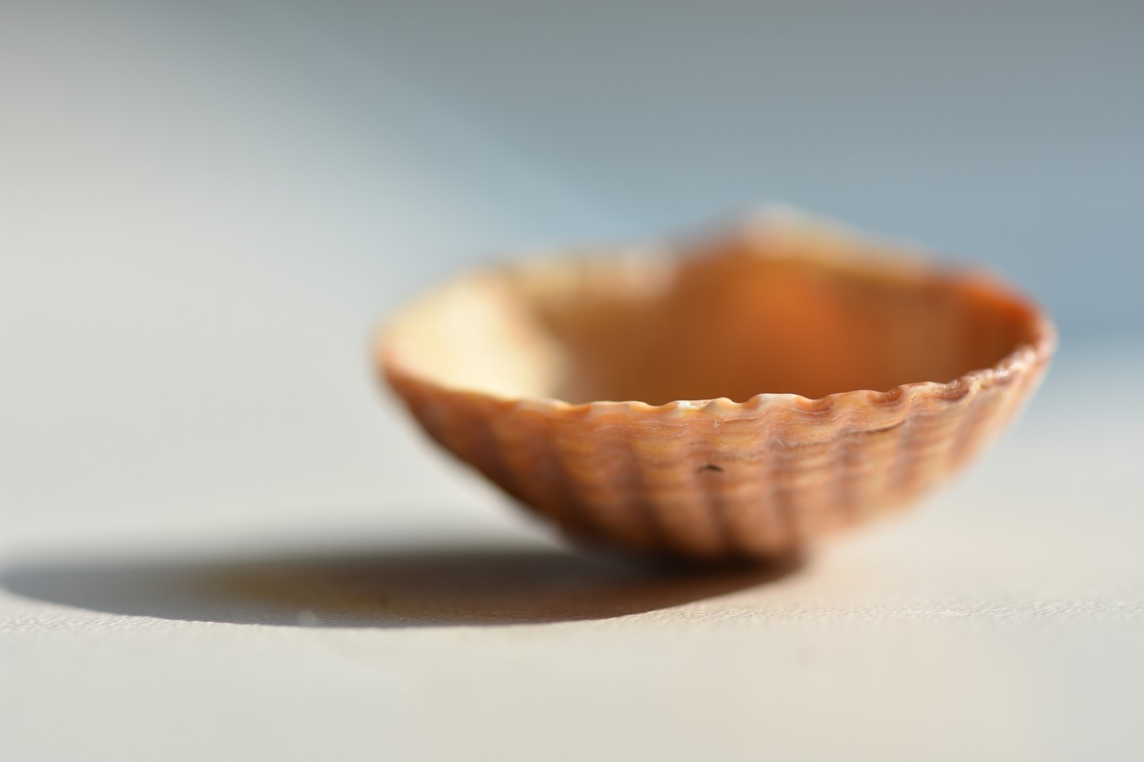 Image - shell macro seashells sink nature