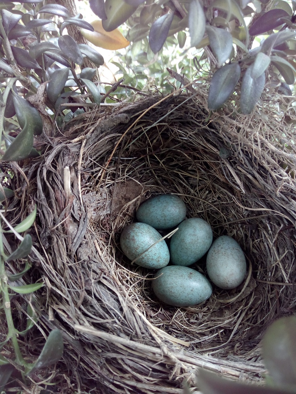 Image - blackbird bird s nest egg