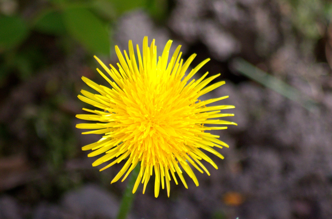 Image - flower plant weed dandelion macro