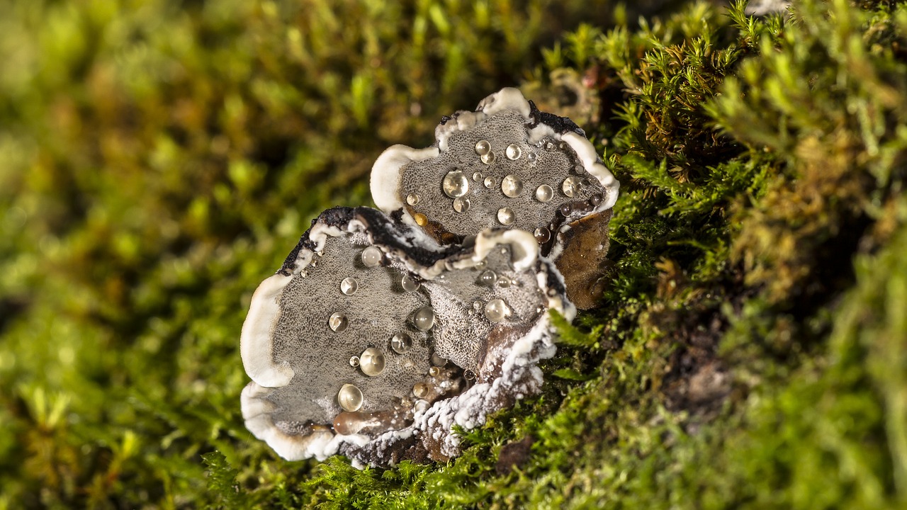 Image - mushroom wood fungus beaded