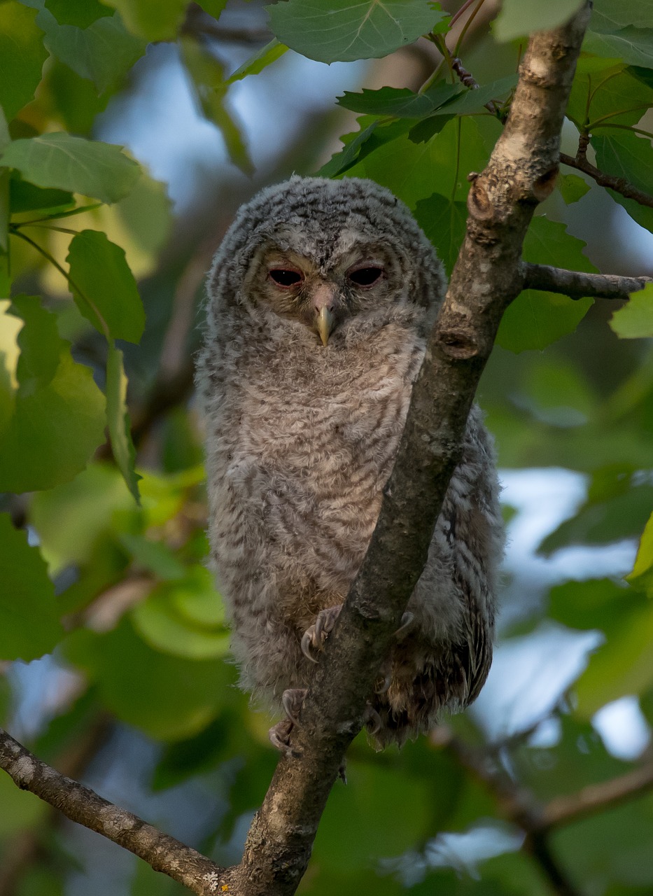 Image - owl tawny owl kattugle bird