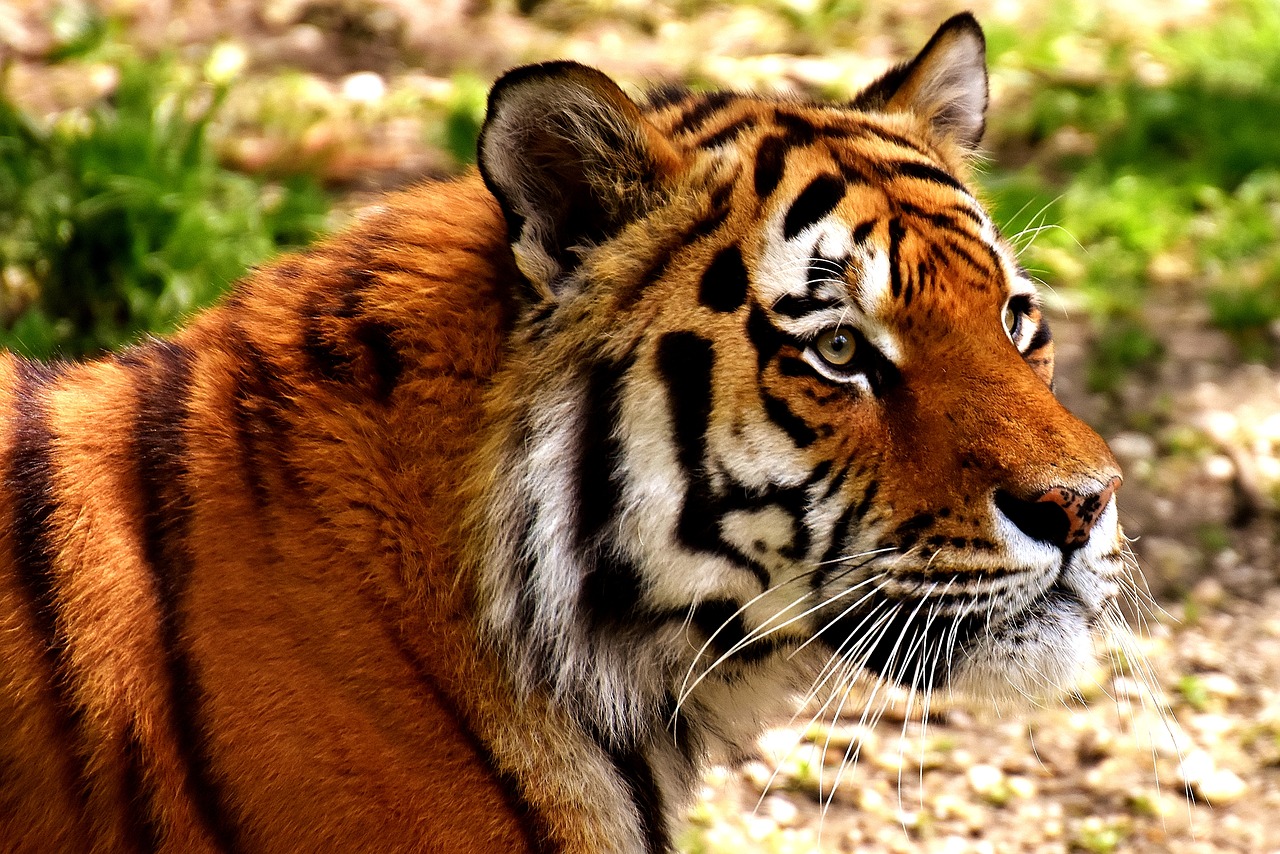 Image - tiger predator fur beautiful