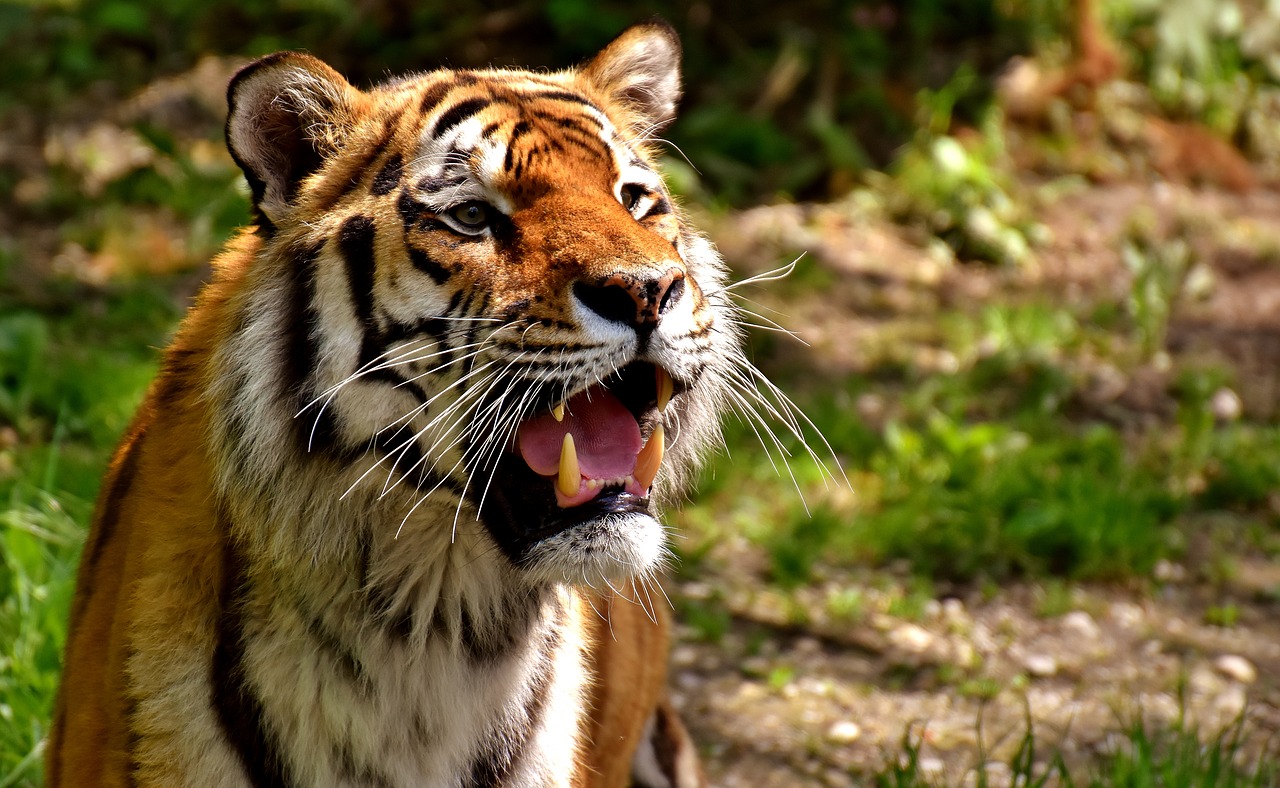 Image - tiger predator fur beautiful