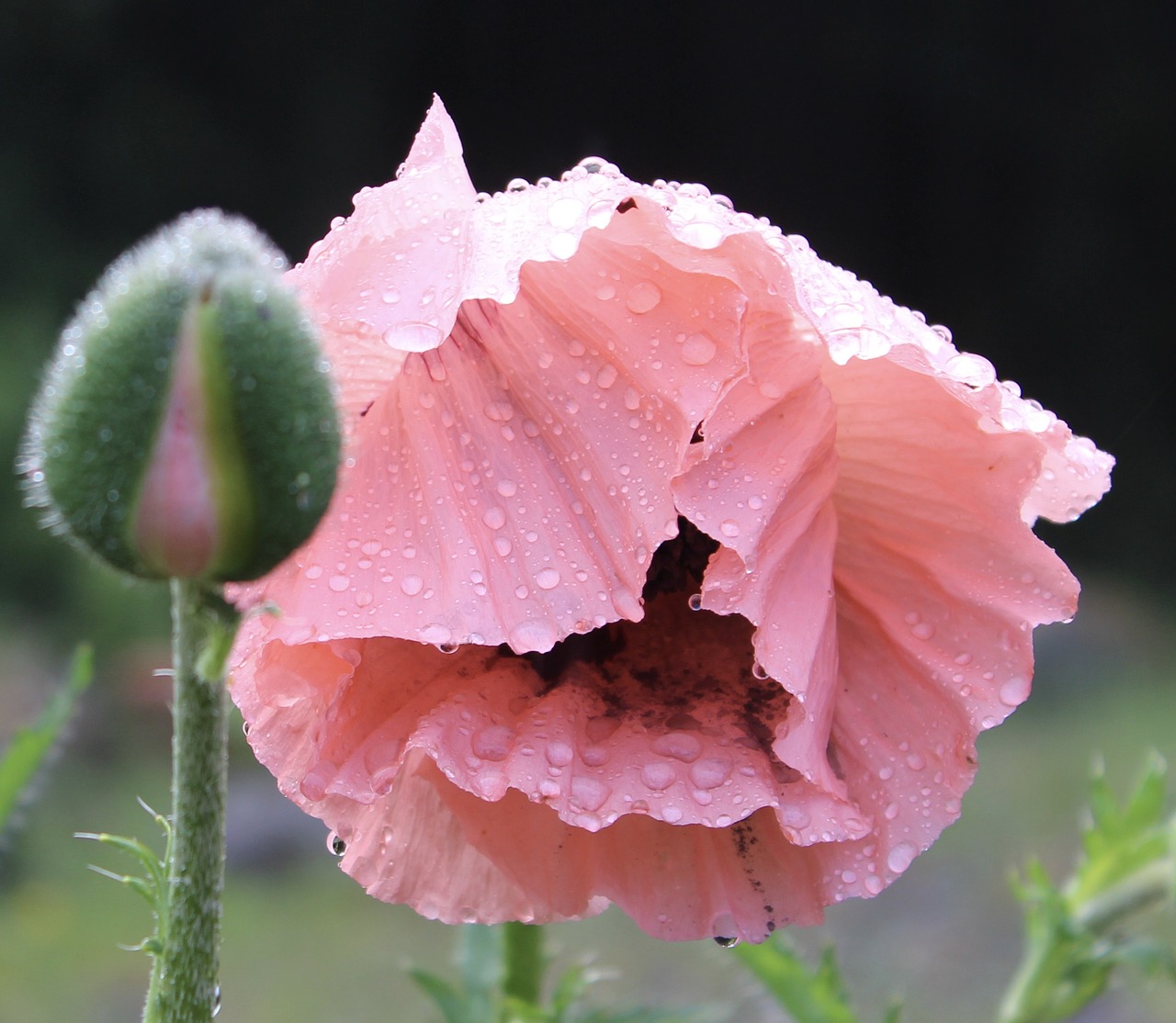 Image - poppy dew pink flower nature