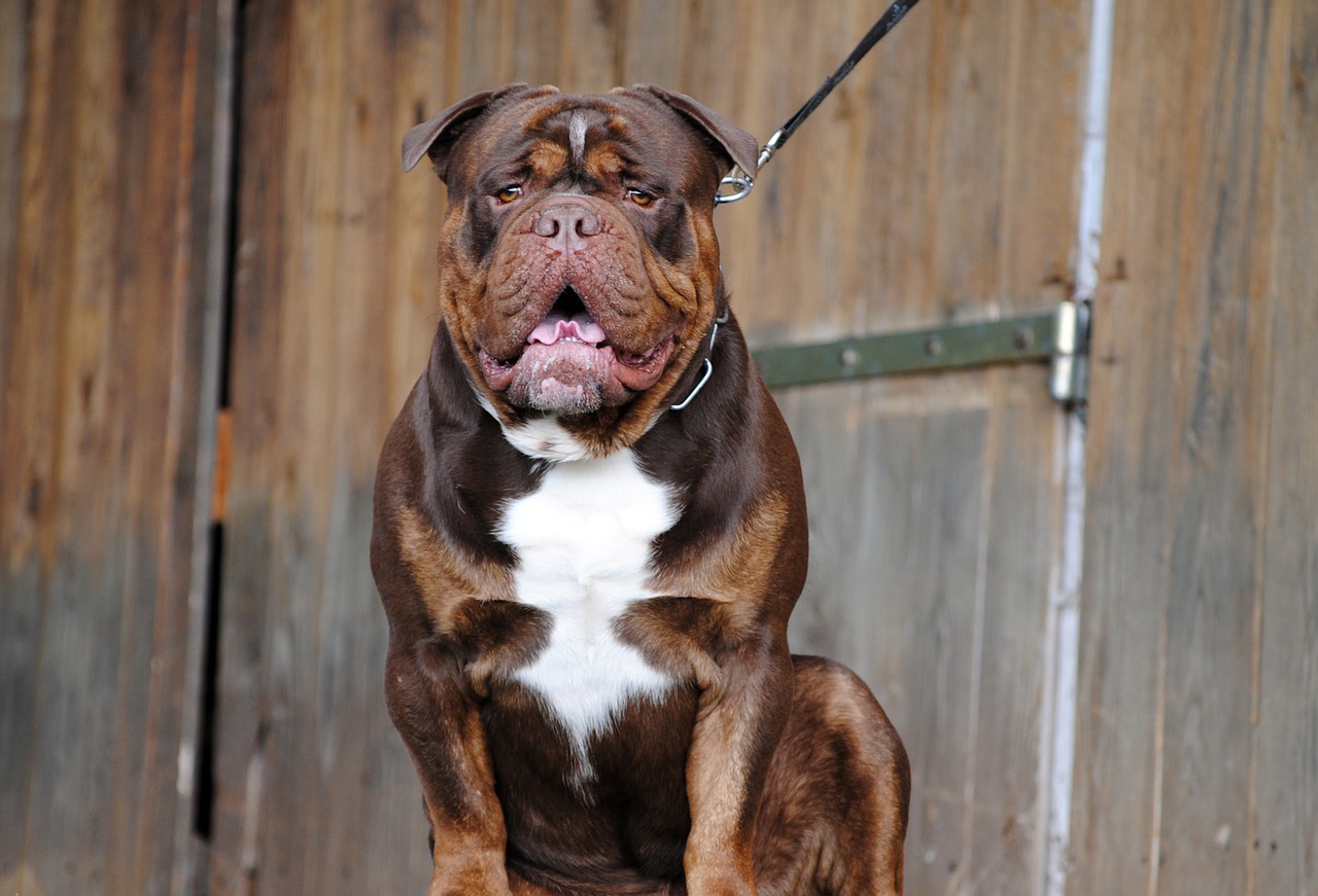 Image - dog canine pet english bulldog