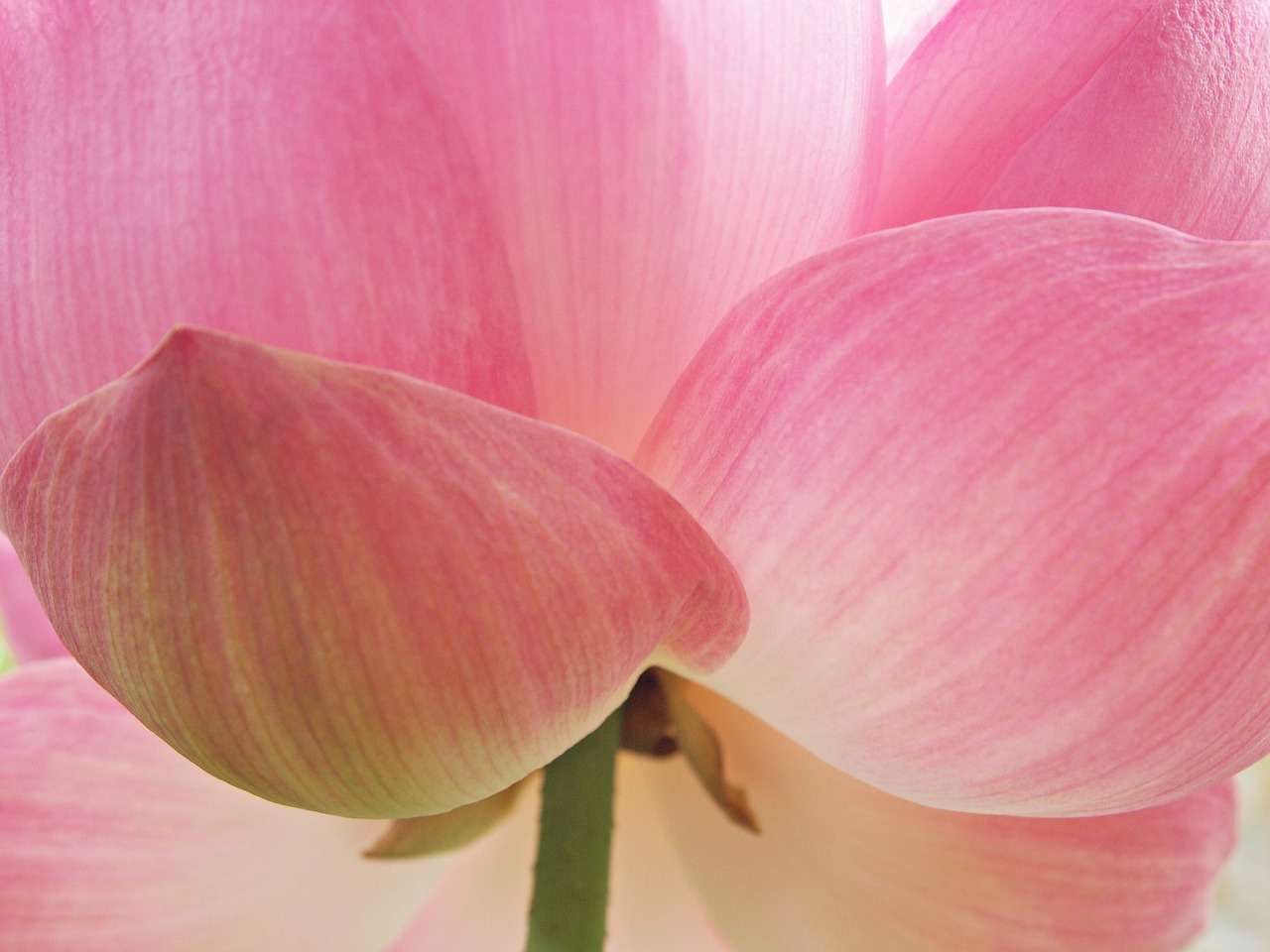 Image - flowers tree lotus nature pink