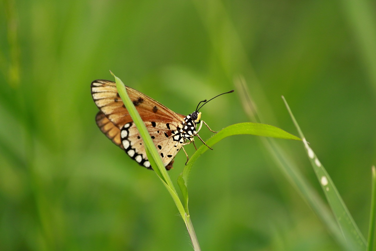 Image - acraea terpsicore butterfly