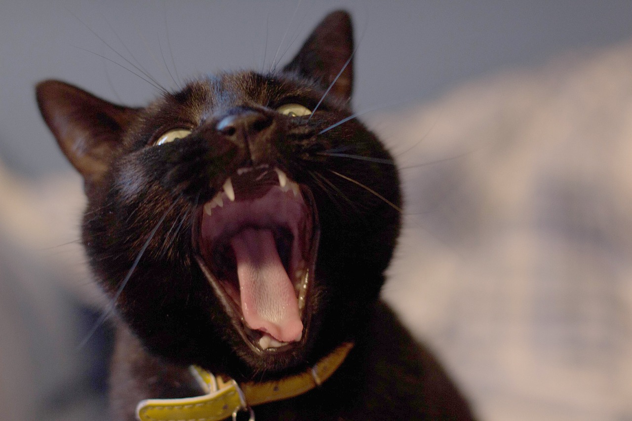 Image - cat black fierce