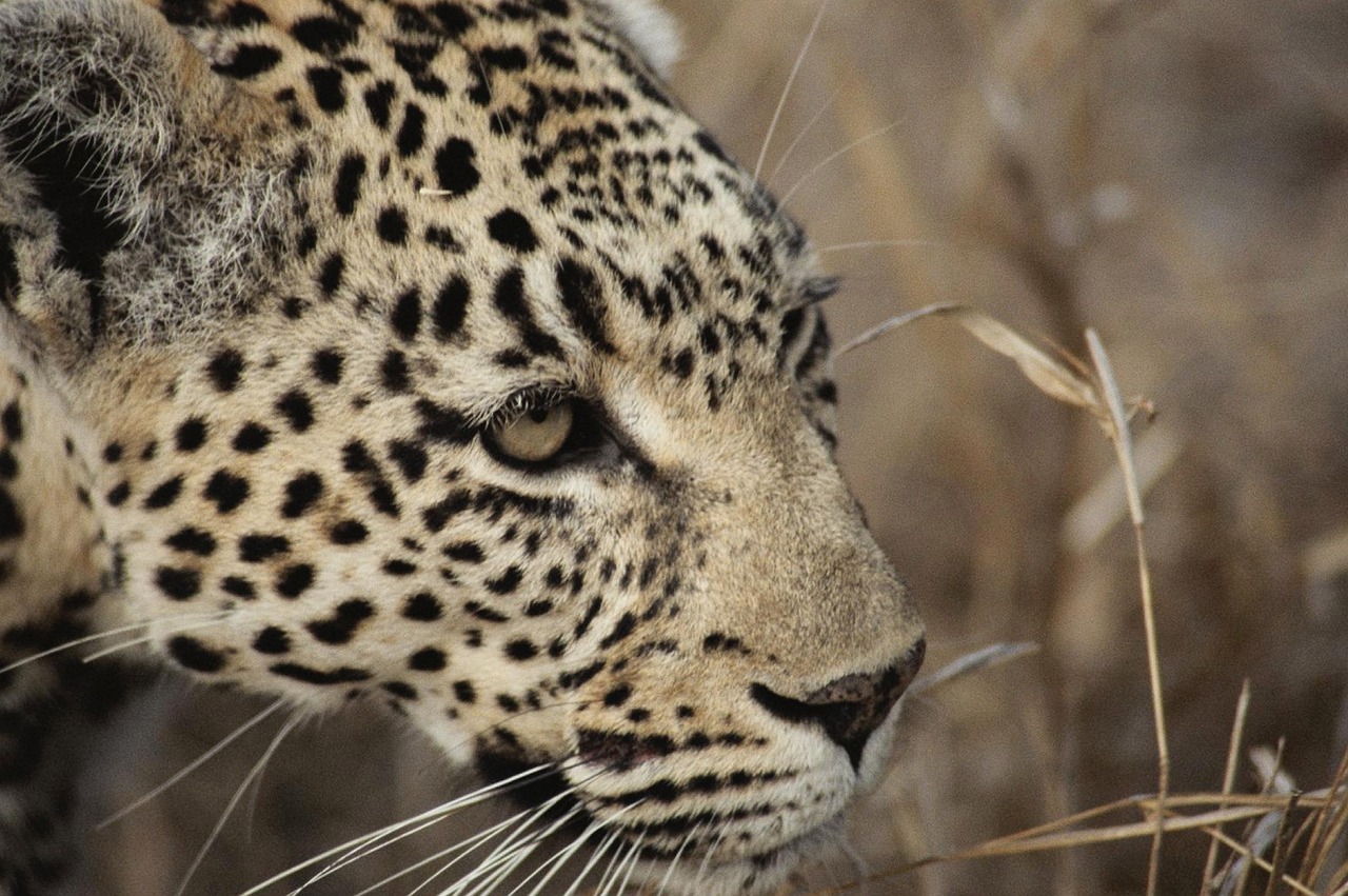 Image - leopard south africa safari cat