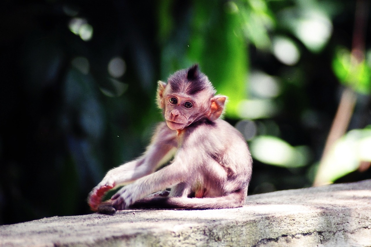 Image - pensive bali monkey