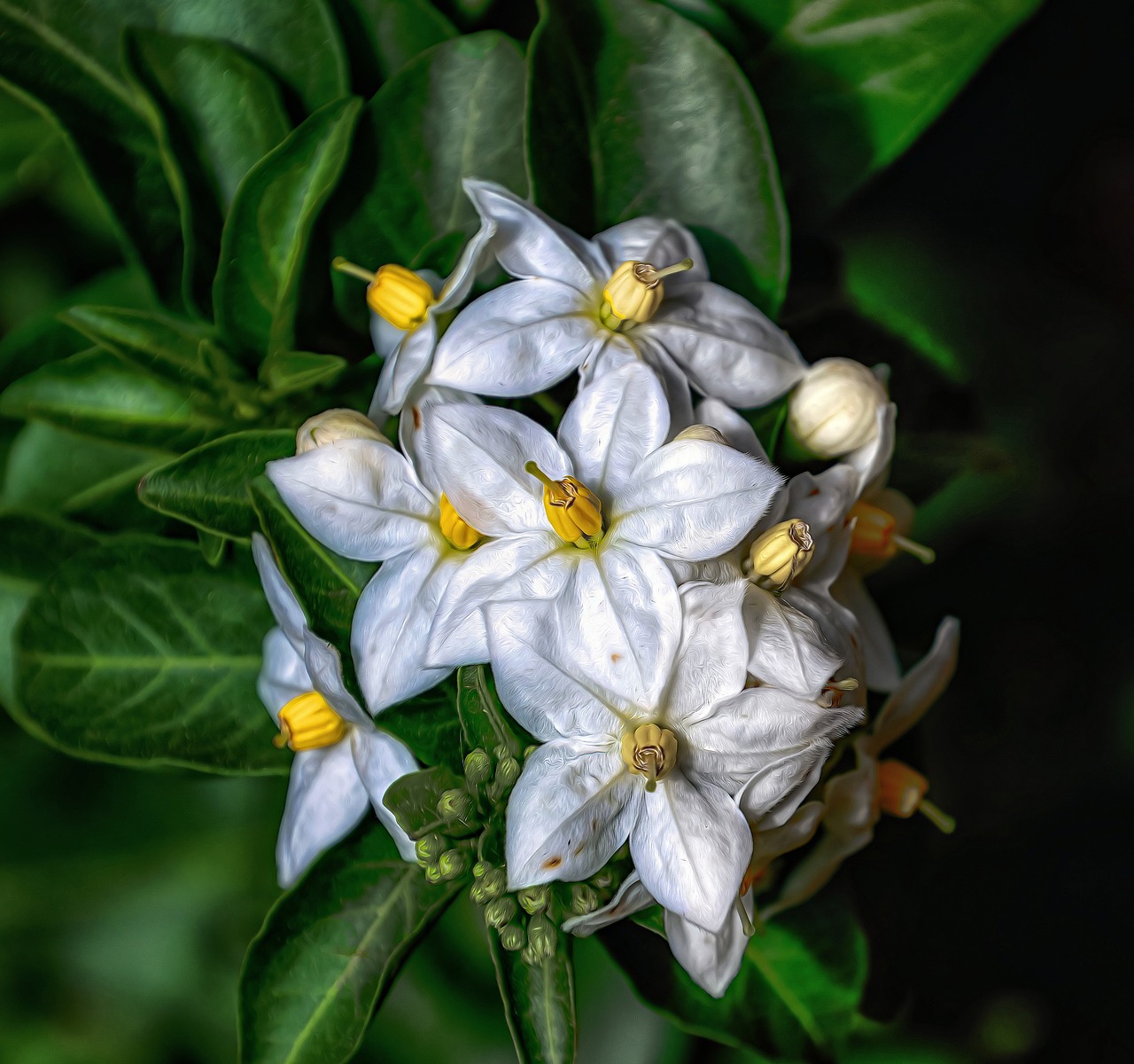 Image - jasmin blossom bloom flower nature