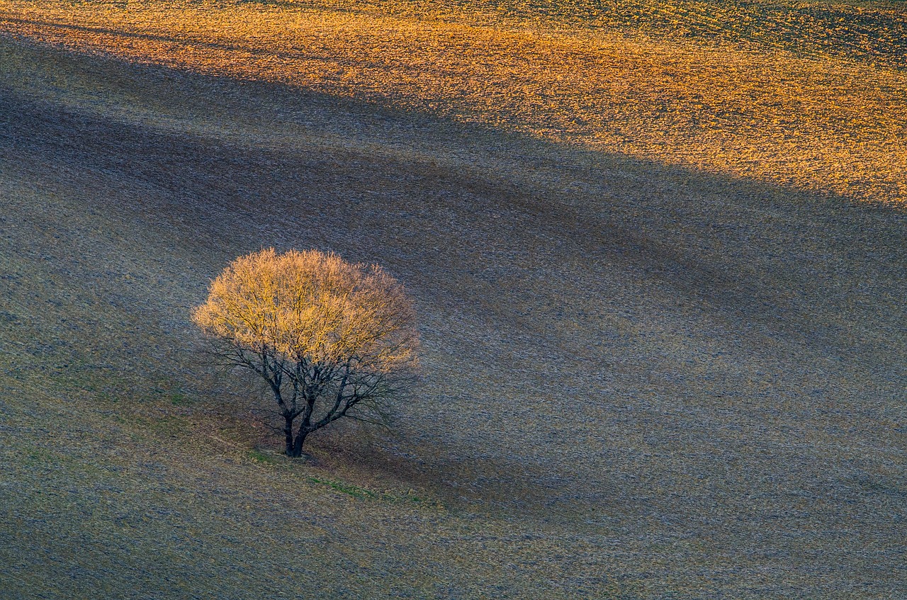 Image - tree tall moutain