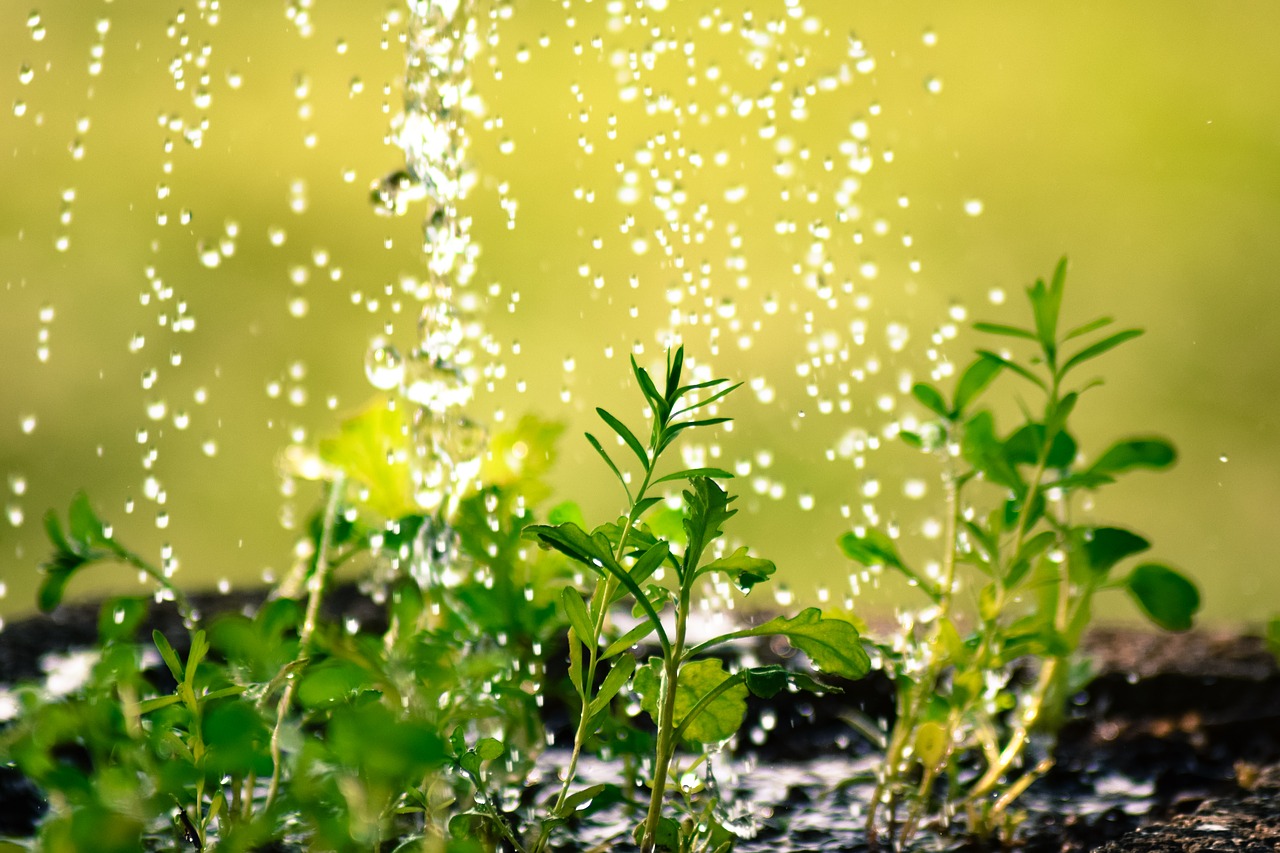 Image - drop of water water the plants plug