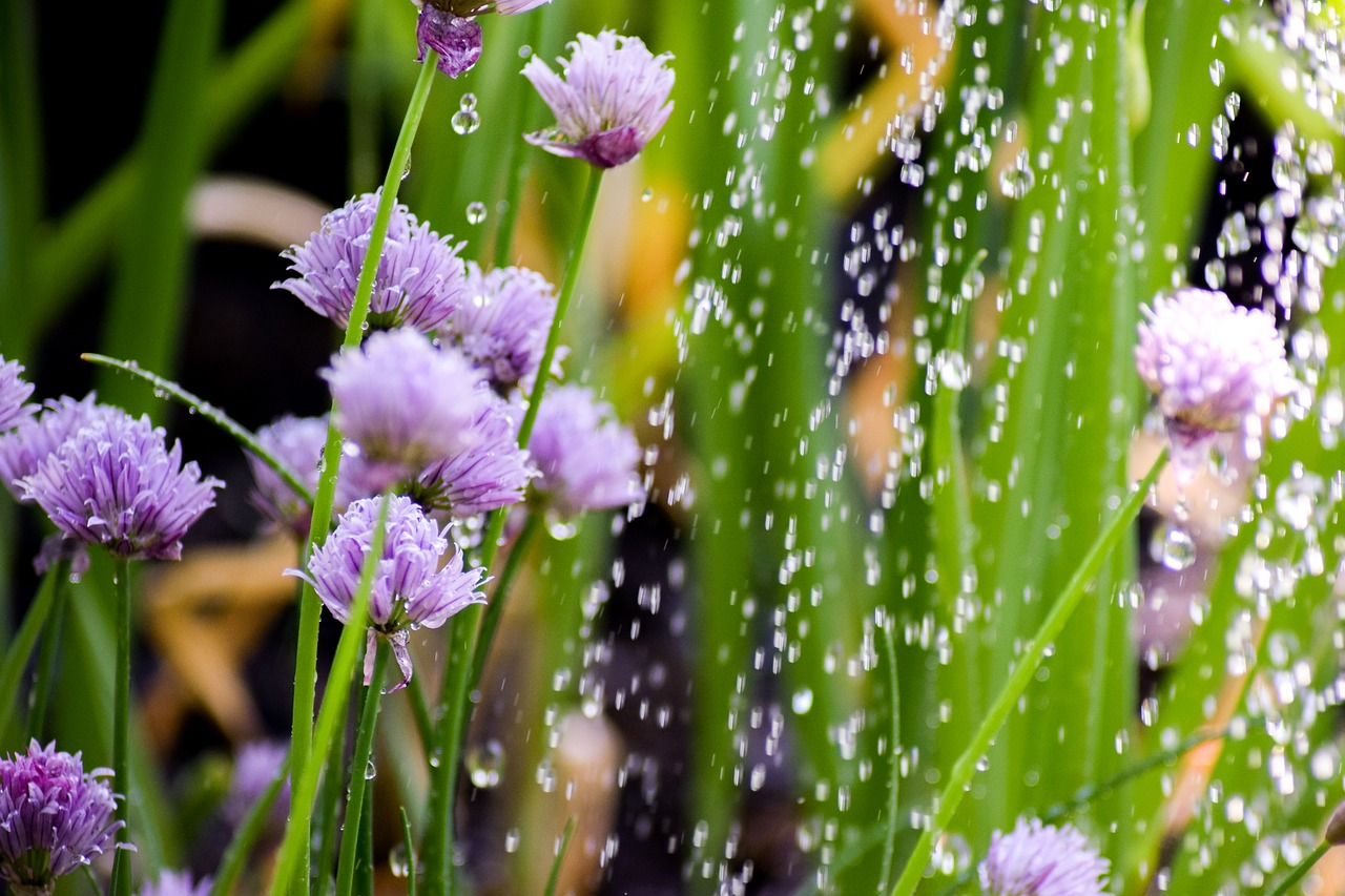 Image - chives plant herbs nature blossom