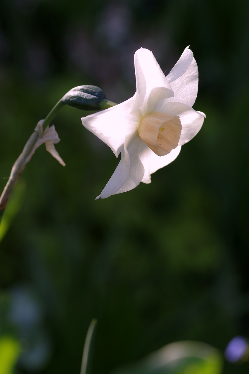 Image - narcissus white cream flower