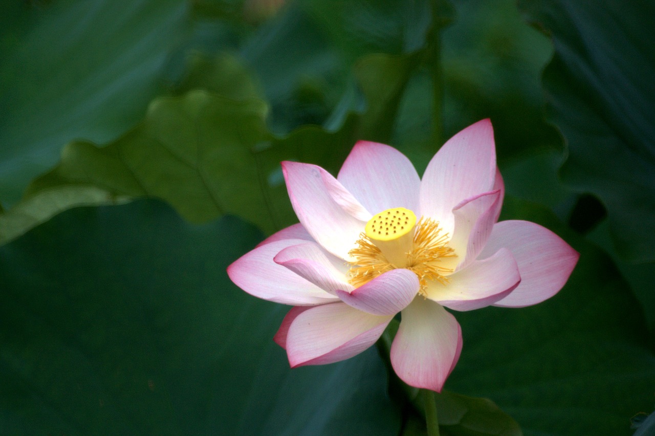 Image - lotus pale pink bloom buddhism