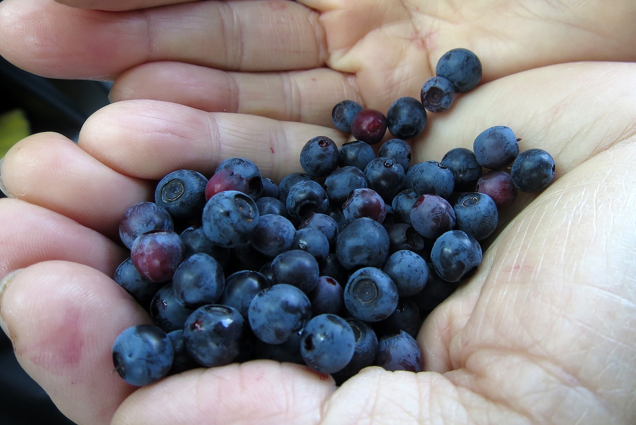 Image - blueberry nature bio wild berry