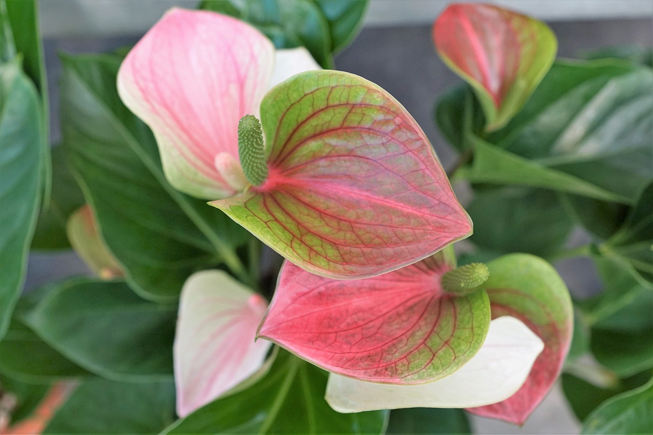 Image - calla flower rose green