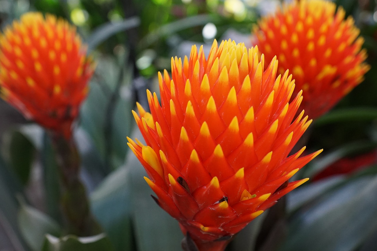 Image - red orange flower plant nature