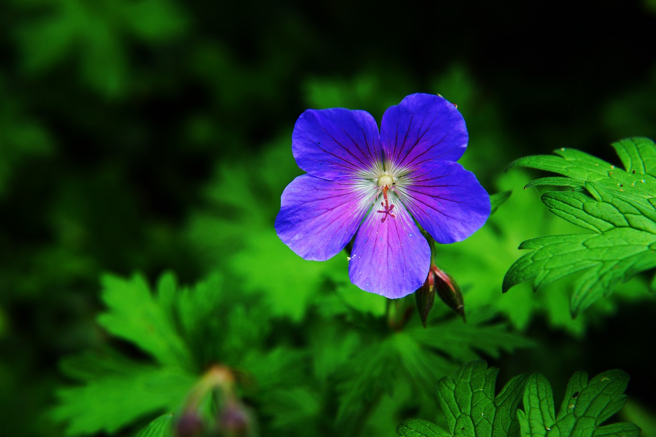 Image - flower blossom bloom cranesbill