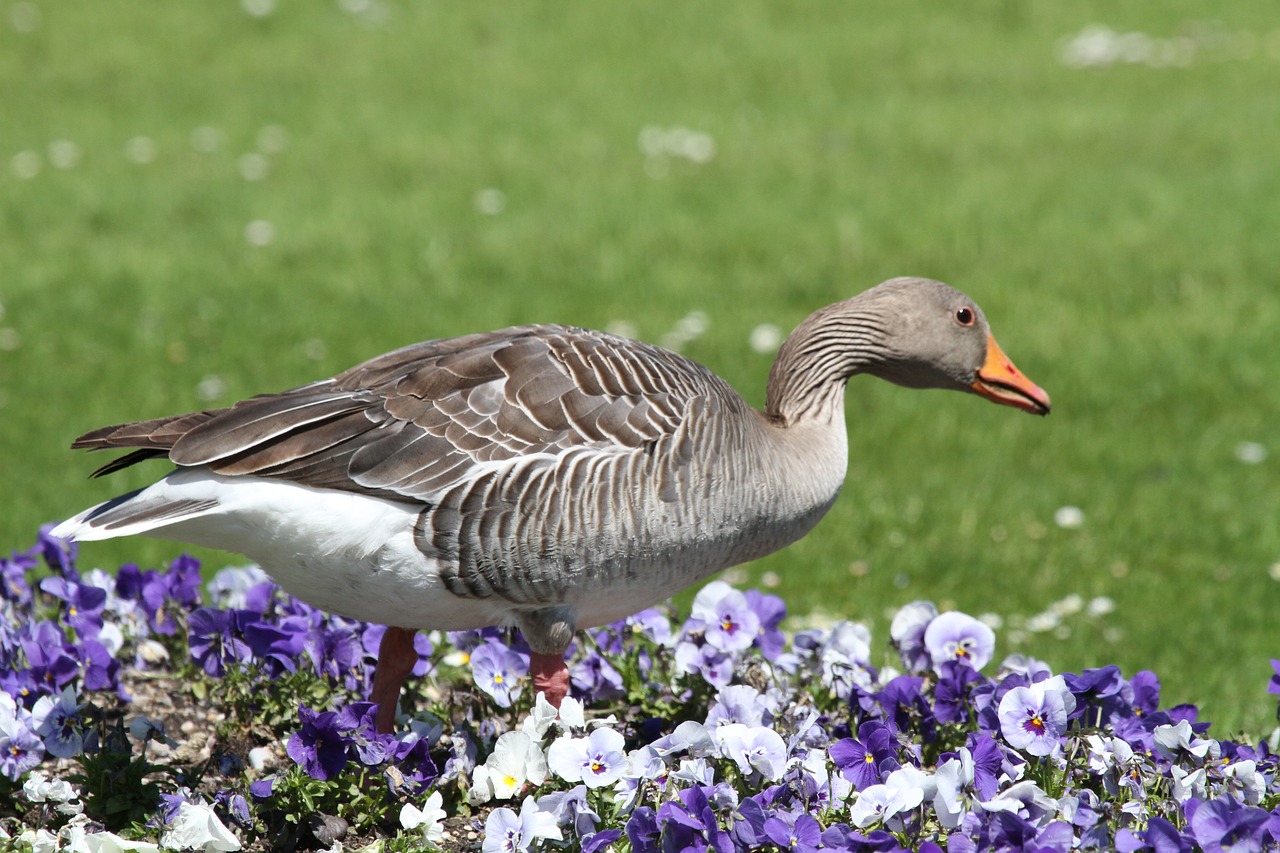 Image - goose park castle munich