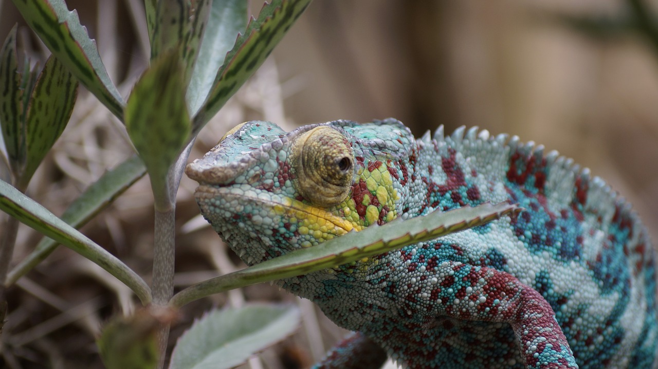 Image - zoo chameleon nature