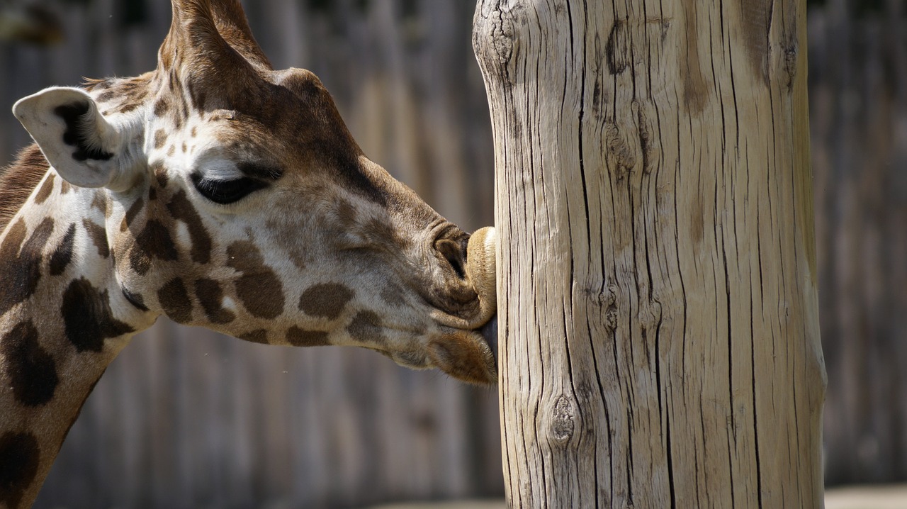 Image - zoo giraffe leipzig