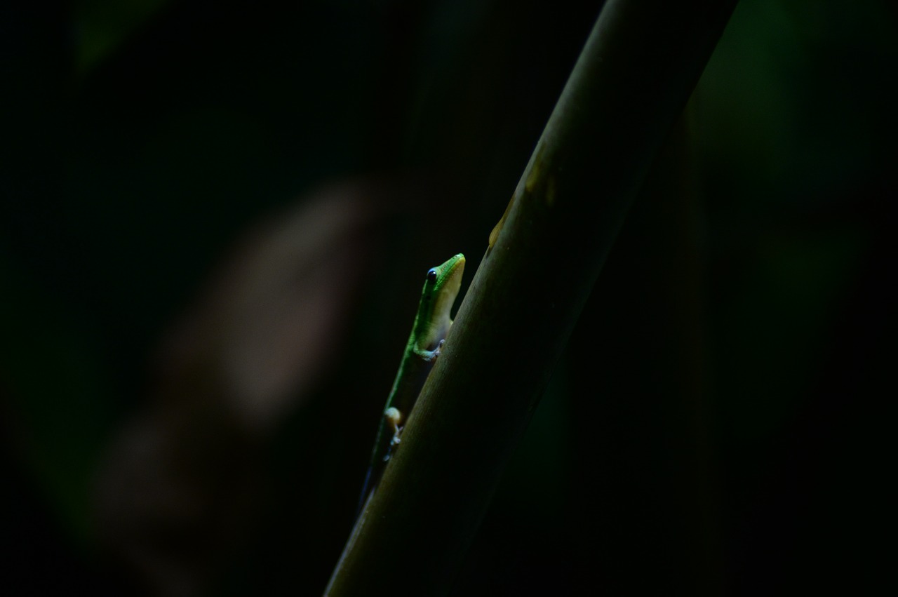 Image - gecko hawaii island of hawaii