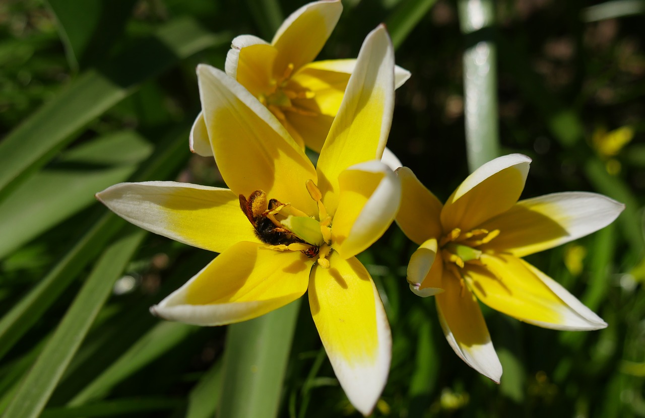 Image - yellow flowers crocuses bee