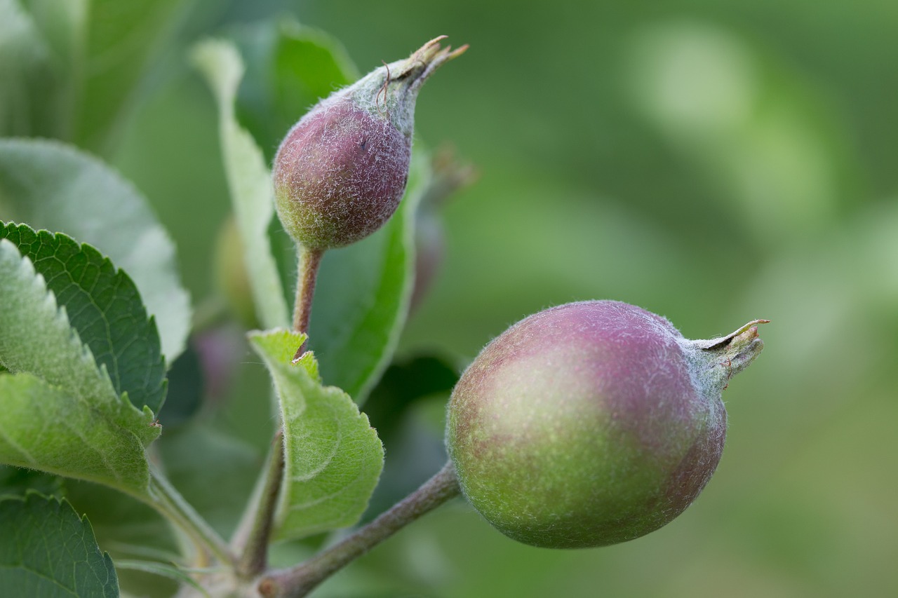 Image - apple immature room bio macro