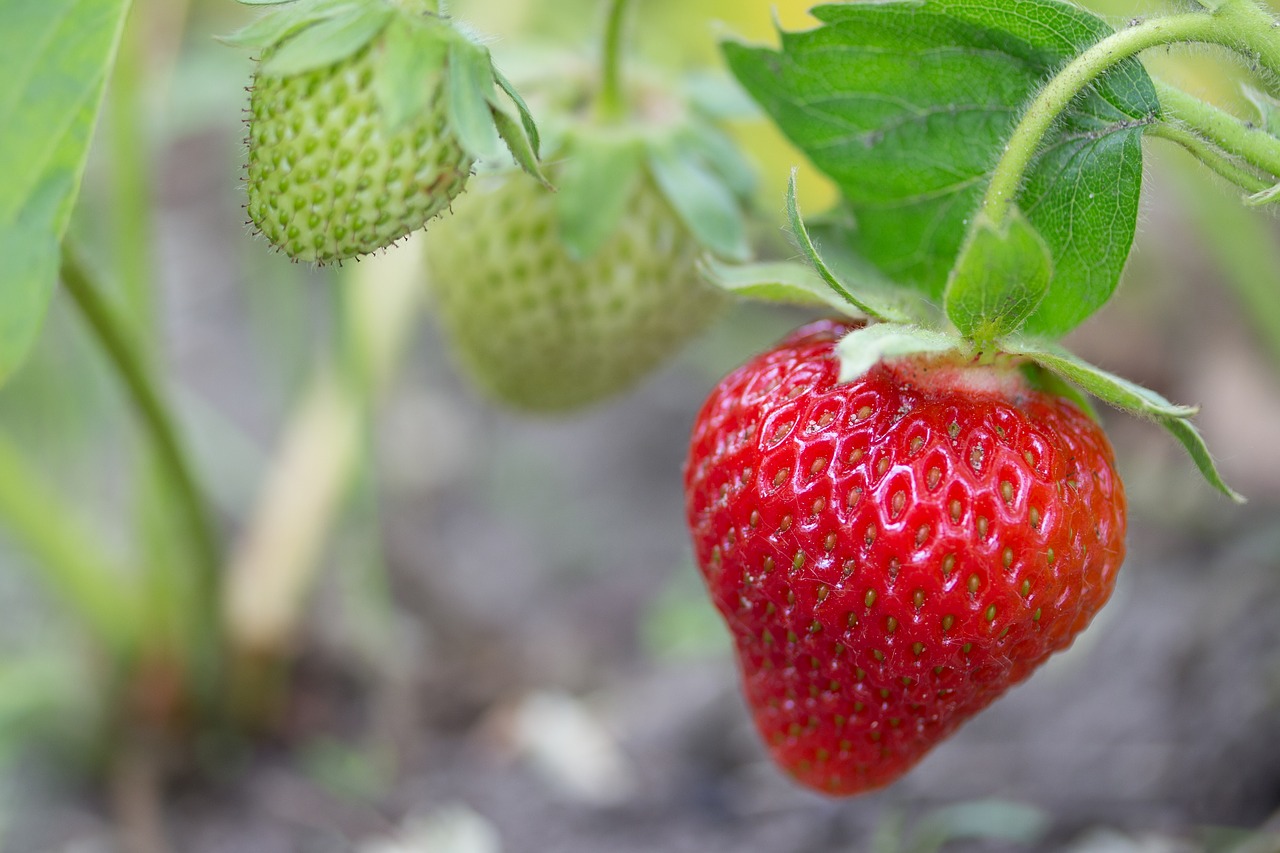 Image - strawberry access room nature