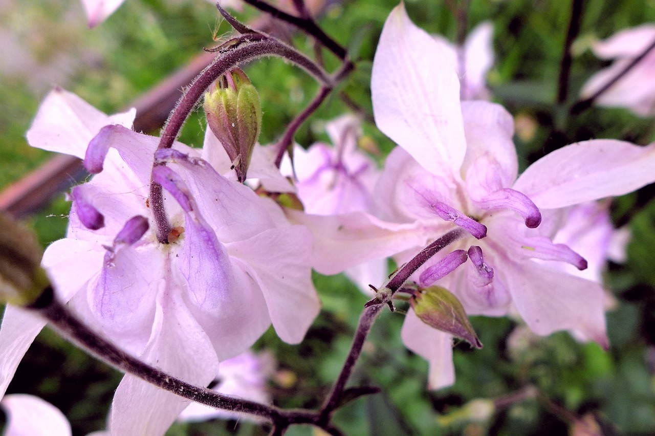 Image - violet columbine close blossom