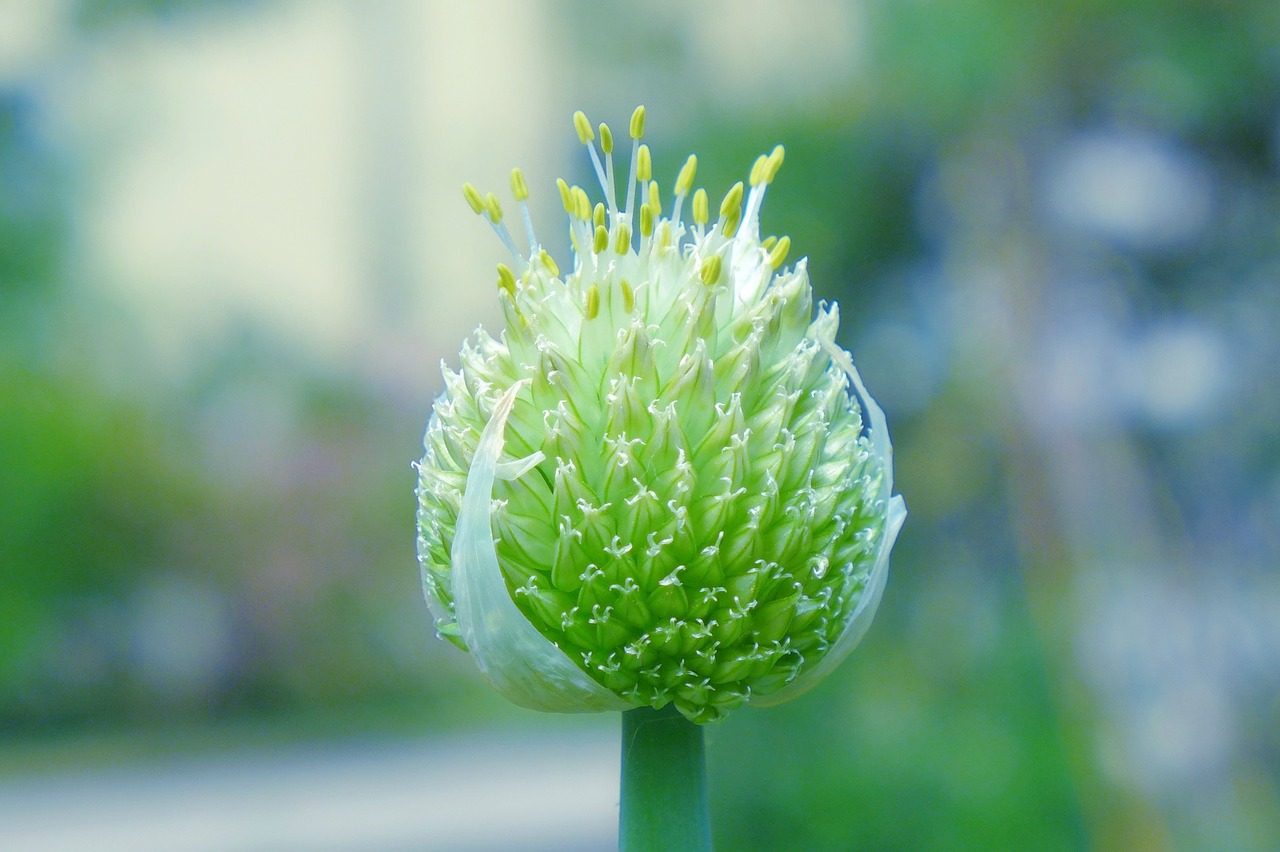 Image - blossom bloom onion close green