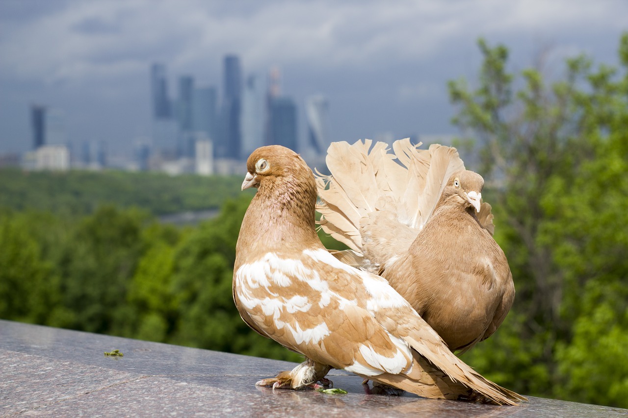 Image - pigeons moscow city megalopolis