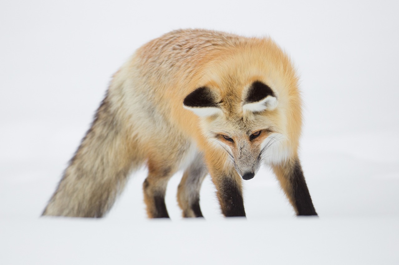 Image - red fox portrait wildlife nature