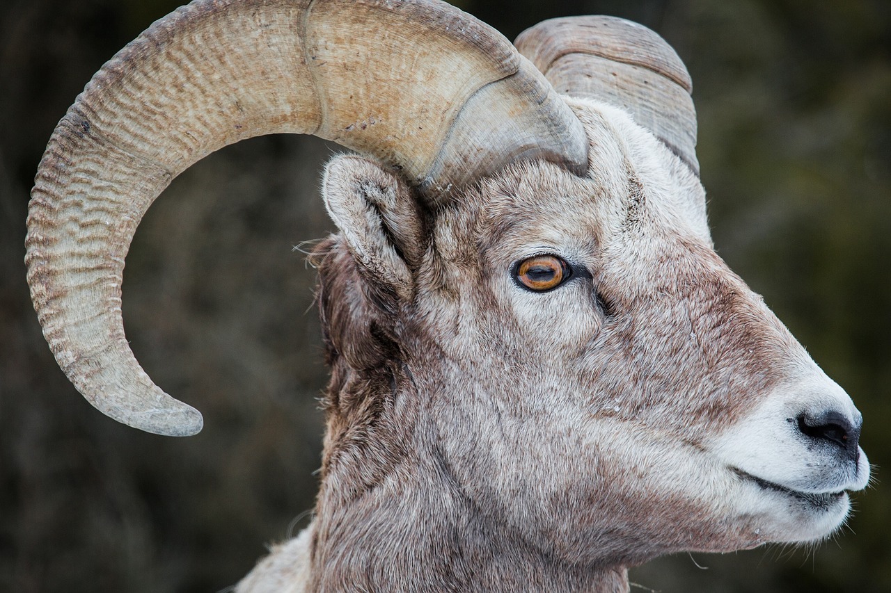 Image - bighorn sheep ram male portrait