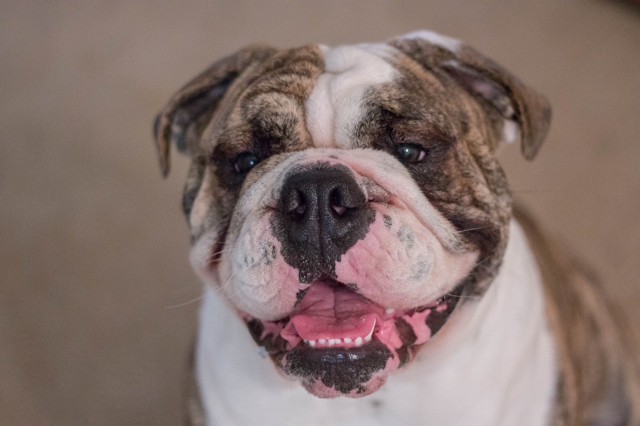 Image - bulldog english bulldog dog